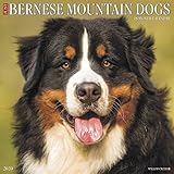 Just Bernese Mountain Dog 2020 Wall Calendar (Dog Breed Calendar) by 