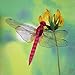 King Silk Art Handmade Embroidery Magenta Dragonfly 33019