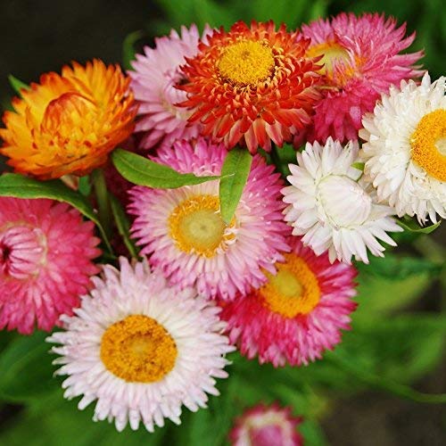 Buy Sri Sai Forestry Strawflower Helichrysum Paperflower Mix Color Ornamental Plant Flower Seeds For Home Garden Terrace Apartments Balcony Pack Of 100 Online At Low Prices In India Amazon In