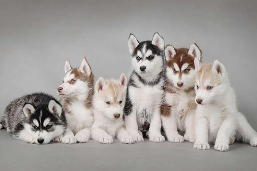 husky litters