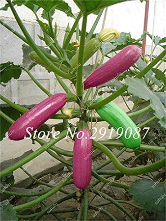 HONIC Vegetal Chino Calabaza Calabaza Bonsais 20 Piezas de Alta ...