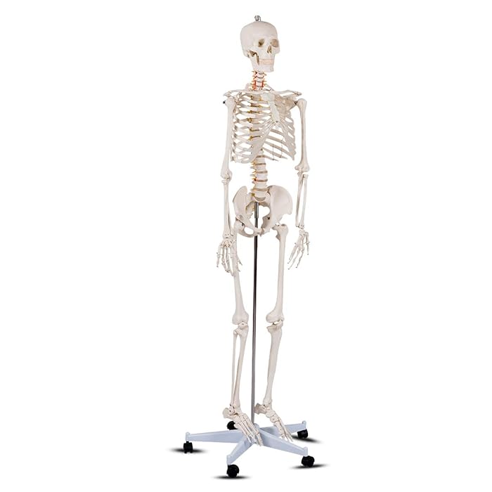 Giantex Life Size Human Anatomical Anatomy Skeleton Medical Model + Stand