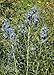 Azure Blue Sage (Salvia azurea), 200 Certified Pure Live Seed, True Native Seed