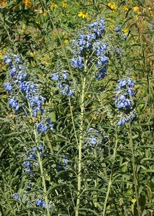 Azure Blue Sage (Salvia azurea), 200 Certified Pure Live Seed, True Native Seed Azure Blue Sage (Salvia azurea), 200 Certified Pure Live Seed, True Native Seed