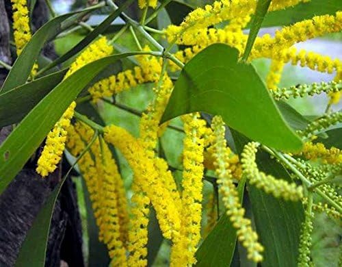 Acacia auriculiformis, Rich Flowering Yellow Tree, 25 Seeds