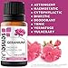 SenseLAB Geranium Essential Oil - 100% Pure Extract Geranium Oil - Therapeutic Grade Essential Oils - Rose Geranium Essential Oil Skin Care Oil - Relaxing and Soothing Oil - Aceite de Geranio (10 ml)