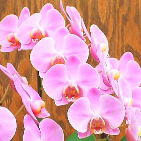 Amazon 胡蝶蘭ギフト 生花 ミディピンク 3本立ち 誕生日などのお祝いに 観葉植物 オンライン通販