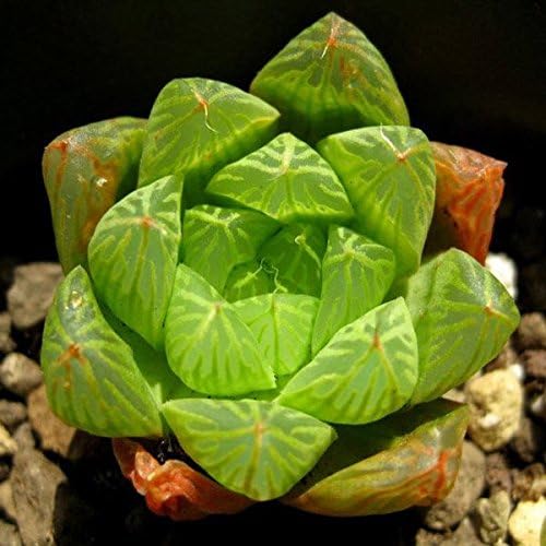 Bargain World 40pcs Haworthia Cymbiformis Seeds Succulent Plants Potting