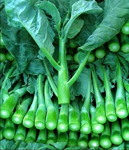 ASTONISH Seeds Package: 1000+ Chinese Broccoli Kale Gailaan GAI LAN Kai LAN Phak Khana ?? ?????