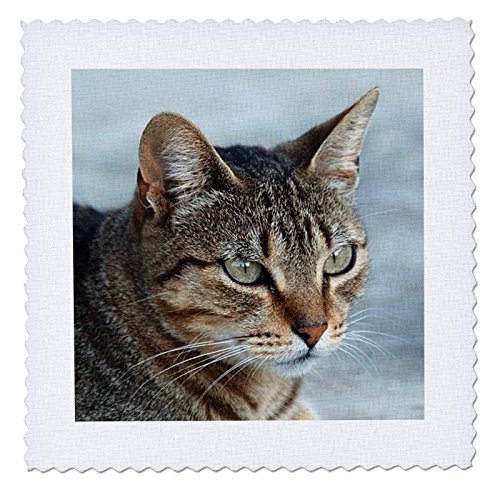 3dRose qs_16934_3 Tabby Cat Portrait Quilt Square, 8 by 8-Inch