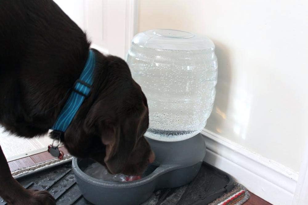 Pet Supplies : Petmate Replendish Gravity Waterer With Microban for Cats and Dogs, 4 Gallons : Pet Self Waterers : 