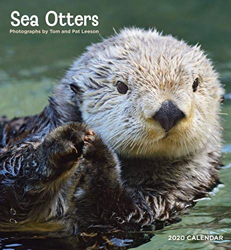 Sea Otters 2020 Wall Calendar by 