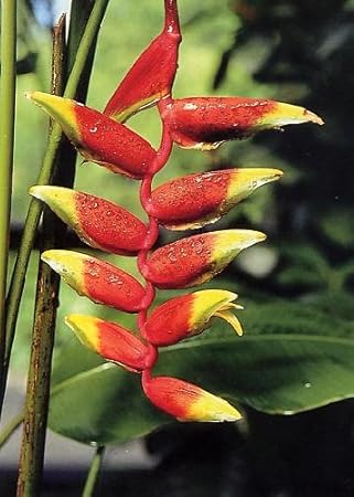 RÃ©sultat de recherche d'images pour "heliconia pince de homard"