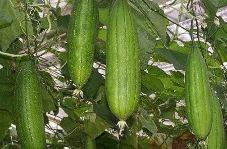 Creative Farmer Vegetable Seeds Peechinga Seeds - Sponge Gourd Dark Seeds Seeds