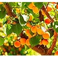 Apricot Katy Tree, Produces Fruit, Prunus Armeniaca 3-5ft 5 Gallon Potted