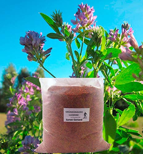 Gründüngung Luzerne Ewiger Klee Frische Saat 500 g