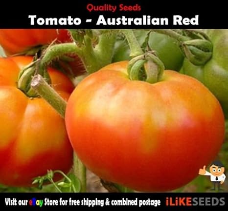 Tomate rojo de Australia 20 semillas mínimo. Planta huerto ...