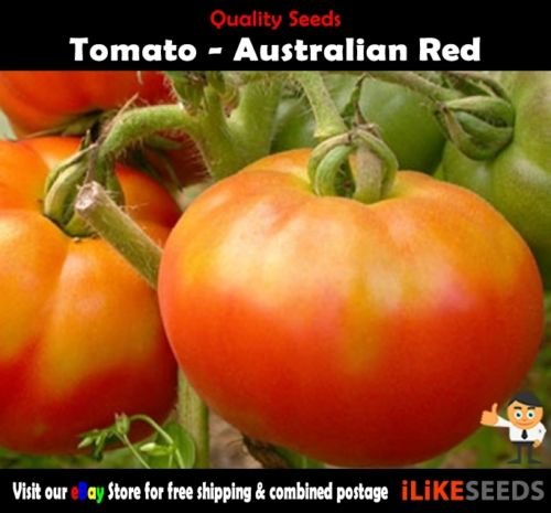 Tomate rojo de Australia 20 semillas mínimo. Planta huerto ...