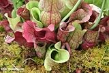 10 CARNIVOROUS SOUTHERN PURPLE PITCHER PLANT Venosa Burkii Flower Seeds