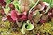10 CARNIVOROUS SOUTHERN PURPLE PITCHER PLANT Venosa Burkii Flower Seeds