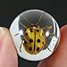 REALBUG Beetle Marbles 4pcs Set