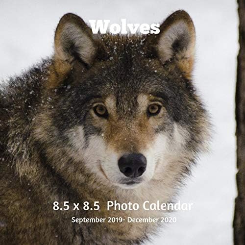 Wolves 8.5 X 8.5 Calendar September 2019 -December 2020: Monthly Calendar with U.S./UK/ Canadian/Christian/Jewish/Muslim Holidays-Wolf Animal Nature