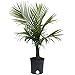 Costa Farms Majesty Palm Tree, Live Indoor Plant, 3 to 4-Feet Tall, Ships in Grow Pot, Fresh From Our Farm, Excellent Gift