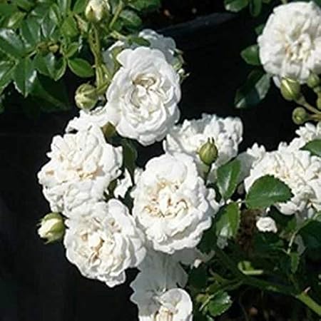 SS GARDEN White Kashmiri Rose High Result Plants Samer Bloom Plant 1 Branch to 10 Flower