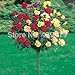 100pcs rare flower Rose tree Seeds, DIY Home Garden Potted ,Balcony & Yard Flower Plant