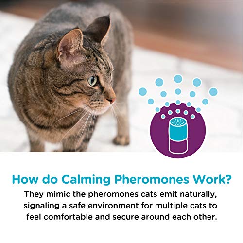 2 Comfort+Zone+Multicat+Refill+Calming