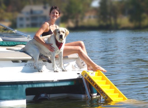 paws aboard ladder
