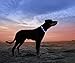 LED Dog Necklace Collar - USB Rechargeable Loop - Available in 6 Colors - Makes Your Dog Visible, Safe & Seen