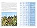 Veg Patch: River Cottage Handbook No.4