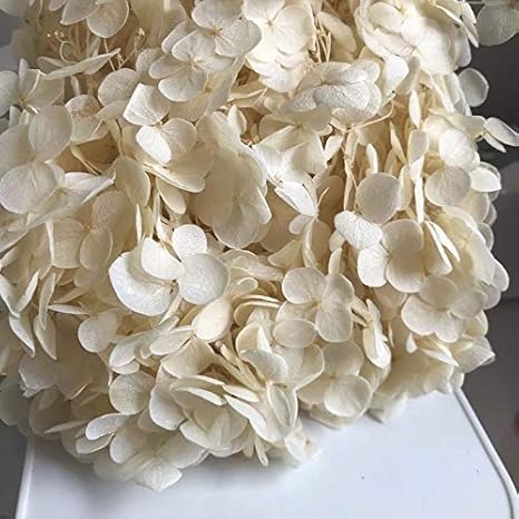 Amazon Aqqswd 3g Lot 天然の新鮮なプリザーブドフラワー乾燥したアジサイの花のヘッドのdiy実永遠の命の花材 色 ベージュ プリザーブドフラワー オンライン通販 Amazon Aqqswd 3g Lot 天然の新鮮なプリザーブドフラワー乾燥したアジサイの花のヘッドのdiy実永遠の命の花材 色 ベージュ プリザーブドフラワー オンライン通販