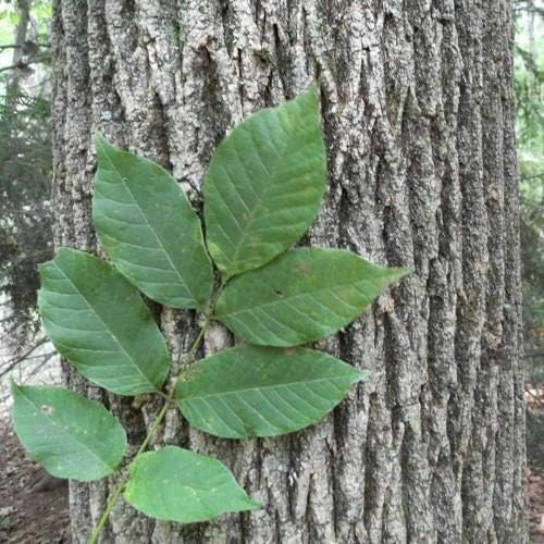 Cutdek American White Ash Tree Seeds (Fraxinus Americana) 100+Seeds