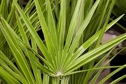 Dwarf Fan Palm - A Strong Plant in a 7 L Pot