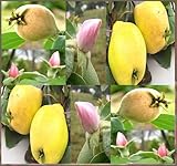 10 x QUINCE FRUIT TREE SEEDS GORGEOUS PINK Blossoms ZONE 4 HARDY ~ Cydonia oblonga - By MySeeds.Co
