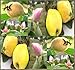 10 x QUINCE FRUIT TREE SEEDS GORGEOUS PINK Blossoms ZONE 4 HARDY ~ Cydonia oblonga - By MySeeds.Co