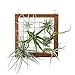Mkono Air Plant Frame Hanging Airplant Holder Tillandsia Display Hanger Wooden Shelf Wall Decor for House Plants, Succulent, 8