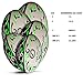 Optimum Tribal Training Rugby Ball