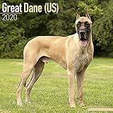 Great Dane (US) Calendar - Dog Breed Calendars - 2019 - 2020 Wall Calendars - 16 Month by Avonside ( by