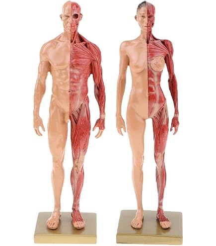模型/プラモデル Male Anatomy Model Amazon.com: 3dtotal Male Anatomy Figure: 11-inch Anatomical
