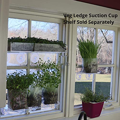 Pop Up Microgreens Kit (Broccoli) - Just Add Water and Seed. Perfect Size, a Quick, Smart, Nutritious Meal. Includes Fiber Soil in a Bag, Broccoli Seed. Super Health Benefits, Easy Grow/Delicious. - Thumbnail 4