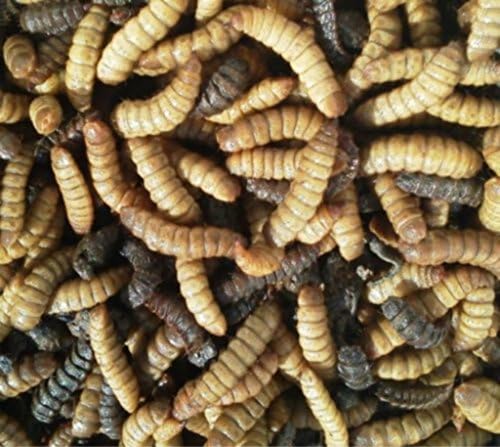 250 Black Soldier Fly Larvae BSF Phoenix Worms, Hermetia Illucens, Bsfl