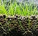 Dwarf Hairgrass Eleocharis Parvula Sp Mini 100% Tissue Culture Easy Freshwater Carpet Live Aquarium Plants Decorations 3 Days Live Guaranteed