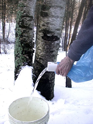 Maple Syrup Tapping Kit with EZ Sap Sack Holders and Sap Meister Taps (10 Pack). Includes 5/16" drill bit and Quick Start Guide to Maple Tapping Booklet. 5 Maple Syrup Tapping Kit with EZ Sap Sack Holders and Sap Meister Taps (10 Pack). Includes 5/16" drill bit and Quick Start Guide to Maple Tapping Booklet. - Image 6