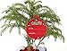 Costa Farms Live Christmas Tree, Small Norfolk Pine in Christmas Decor Plant Pot, Christmas Ornament, Holiday Gift Decoration for Room Decor, 10-12 Inches Tall