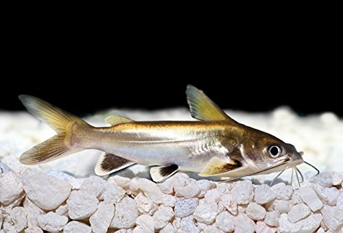 EARTHWORM STICKS,Fish Food,Bottom Feeders,plecos,Catfish,Cory Cats,Shrimp - 2oz - ABF36 - Thumbnail 7