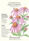 Purple Coneflower Seeds - 500 mg - Echinacea