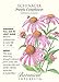 Purple Coneflower Seeds - 500 mg - Echinacea